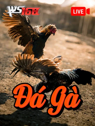 11WIN Đá Gà Livestream