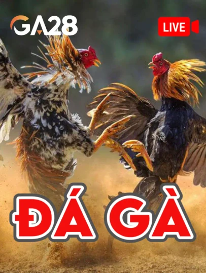 11WIN Đá Gà Livestream